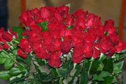 rose.jpg